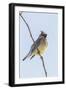 Cedar Waxwing-Gary Carter-Framed Photographic Print