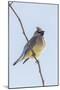 Cedar Waxwing-Gary Carter-Mounted Photographic Print