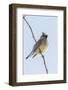 Cedar Waxwing-Gary Carter-Framed Photographic Print