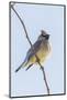 Cedar Waxwing-Gary Carter-Mounted Photographic Print