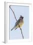 Cedar Waxwing-Gary Carter-Framed Photographic Print