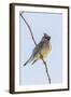 Cedar Waxwing-Gary Carter-Framed Photographic Print