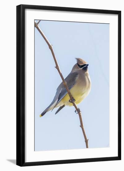 Cedar Waxwing-Gary Carter-Framed Photographic Print