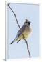 Cedar Waxwing-Gary Carter-Framed Photographic Print