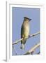 Cedar Waxwing-Hal Beral-Framed Photographic Print