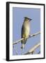 Cedar Waxwing-Hal Beral-Framed Photographic Print