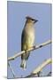 Cedar Waxwing-Hal Beral-Mounted Photographic Print