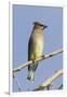 Cedar Waxwing-Hal Beral-Framed Photographic Print