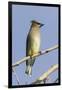 Cedar Waxwing-Hal Beral-Framed Photographic Print