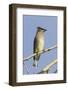 Cedar Waxwing-Hal Beral-Framed Photographic Print