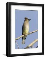 Cedar Waxwing-Hal Beral-Framed Photographic Print