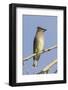 Cedar Waxwing-Hal Beral-Framed Photographic Print