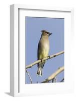 Cedar Waxwing-Hal Beral-Framed Photographic Print