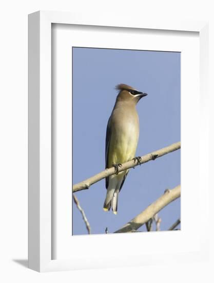 Cedar Waxwing-Hal Beral-Framed Photographic Print