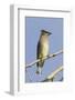 Cedar Waxwing-Hal Beral-Framed Photographic Print