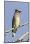 Cedar Waxwing-Hal Beral-Mounted Photographic Print