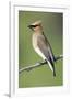 Cedar Waxwing-null-Framed Photographic Print