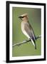 Cedar Waxwing-null-Framed Photographic Print