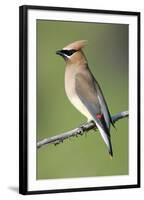 Cedar Waxwing-null-Framed Photographic Print