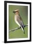 Cedar Waxwing-null-Framed Photographic Print