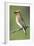 Cedar Waxwing-null-Framed Photographic Print