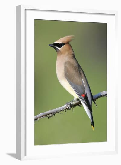 Cedar Waxwing-null-Framed Photographic Print