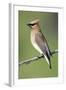 Cedar Waxwing-null-Framed Photographic Print