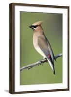 Cedar Waxwing-null-Framed Photographic Print