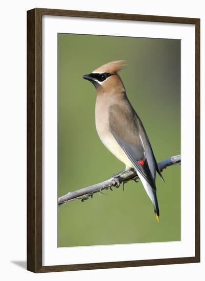 Cedar Waxwing-null-Framed Photographic Print