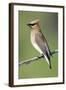 Cedar Waxwing-null-Framed Photographic Print