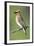 Cedar Waxwing-null-Framed Photographic Print