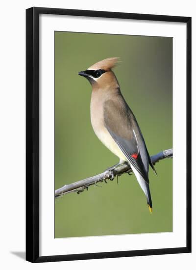 Cedar Waxwing-null-Framed Photographic Print