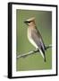 Cedar Waxwing-null-Framed Photographic Print