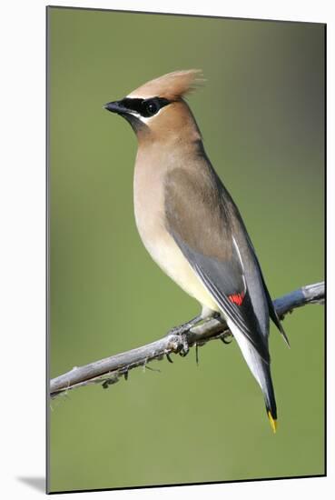 Cedar Waxwing-null-Mounted Photographic Print