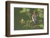 Cedar Waxwing-Ken Archer-Framed Photographic Print