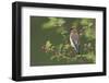 Cedar Waxwing-Ken Archer-Framed Photographic Print