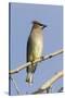 Cedar Waxwing-Hal Beral-Stretched Canvas