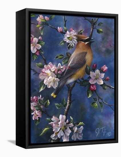 Cedar Waxwing-Jeff Tift-Framed Stretched Canvas