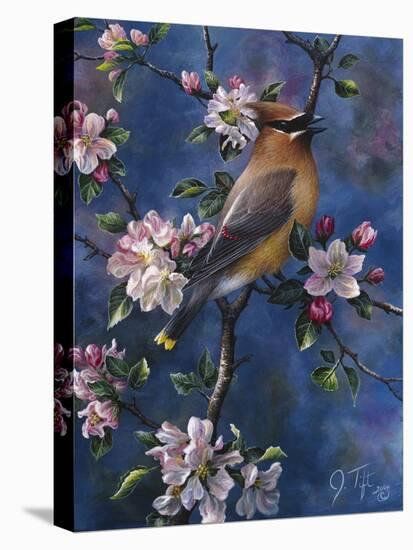 Cedar Waxwing-Jeff Tift-Stretched Canvas