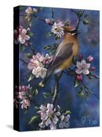 Cedar Waxwing-Jeff Tift-Stretched Canvas