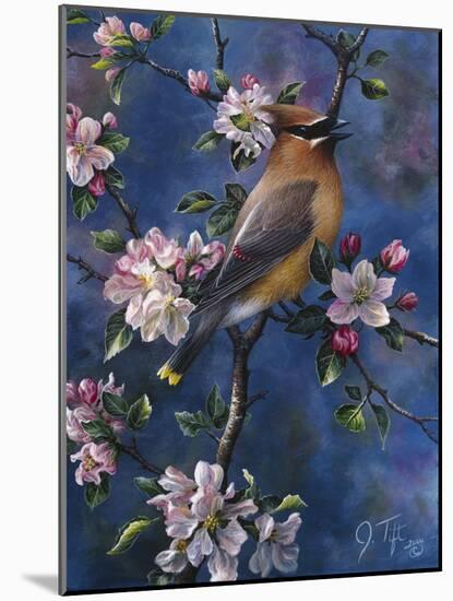 Cedar Waxwing-Jeff Tift-Mounted Premium Giclee Print