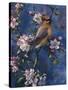 Cedar Waxwing-Jeff Tift-Stretched Canvas