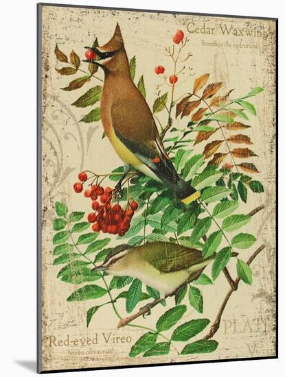 Cedar Waxwing-Kate Ward Thacker-Mounted Giclee Print