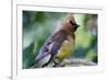 Cedar Waxwing-Lantern Press-Framed Art Print