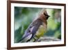 Cedar Waxwing-Lantern Press-Framed Art Print