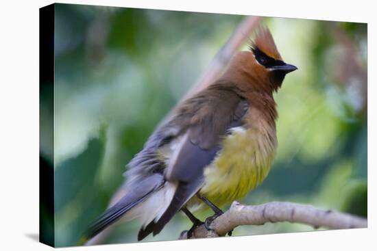 Cedar Waxwing-Lantern Press-Stretched Canvas