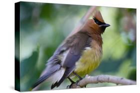 Cedar Waxwing-Lantern Press-Stretched Canvas