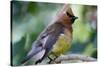 Cedar Waxwing-Lantern Press-Stretched Canvas