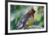 Cedar Waxwing-Lantern Press-Framed Premium Giclee Print