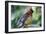 Cedar Waxwing-Lantern Press-Framed Art Print